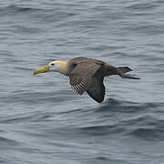 Waved Albatross