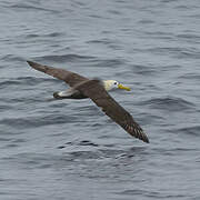 Albatros des Galapagos