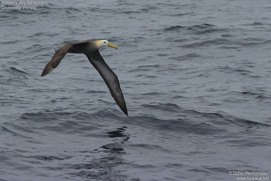 Waved Albatross, Flight