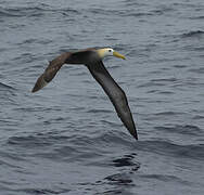 Albatros des Galapagos