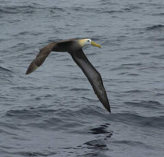 Albatros des Galapagos