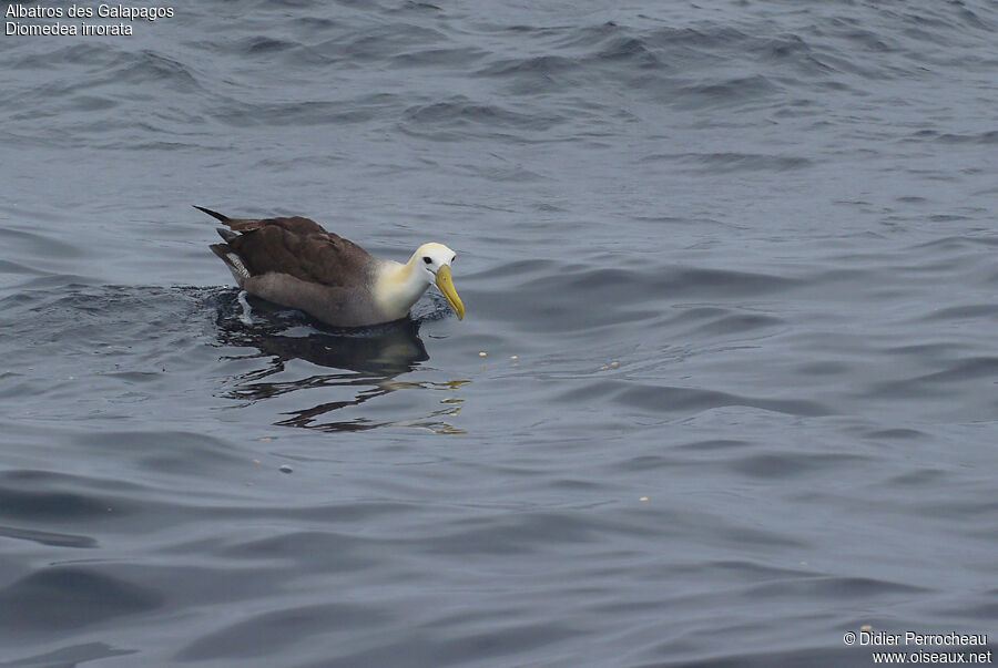 Albatros des Galapagos