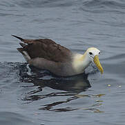 Waved Albatross