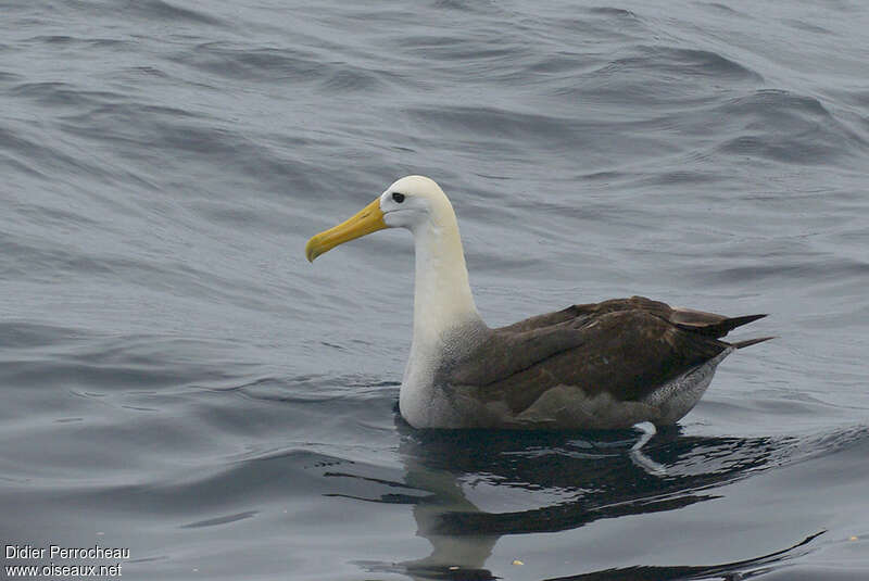 Albatros des Galapagosadulte, nage