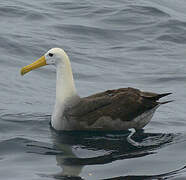 Waved Albatross