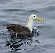 Waved Albatross