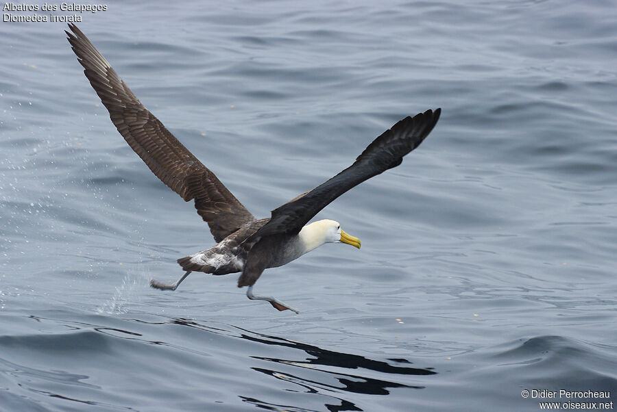 Waved Albatross, Flight