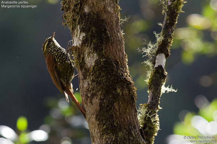 Pearled Treerunneradult, Behaviour