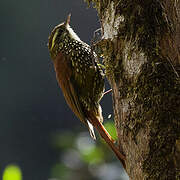 Pearled Treerunner