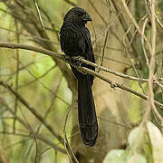 Groove-billed Ani