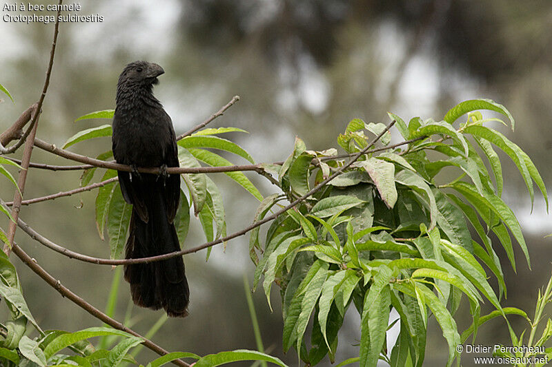 Groove-billed Ani