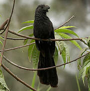 Groove-billed Ani