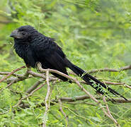 Groove-billed Ani