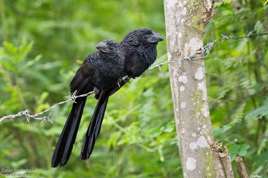 Groove-billed Aniadult, Behaviour