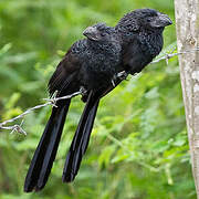 Groove-billed Ani