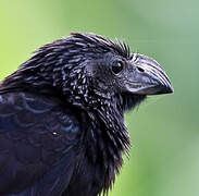 Groove-billed Ani