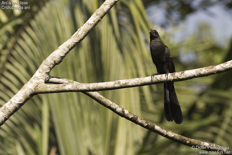 Smooth-billed Ani, identification