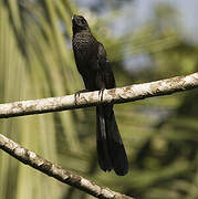 Smooth-billed Ani