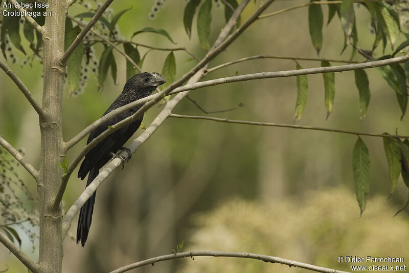 Smooth-billed Ani, identification