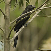 Smooth-billed Ani