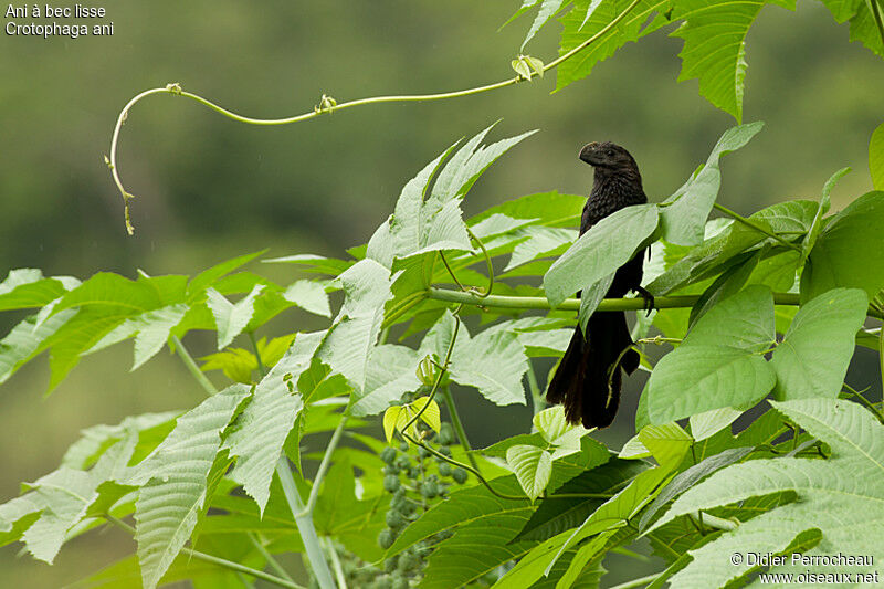 Smooth-billed Ani