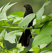 Smooth-billed Ani