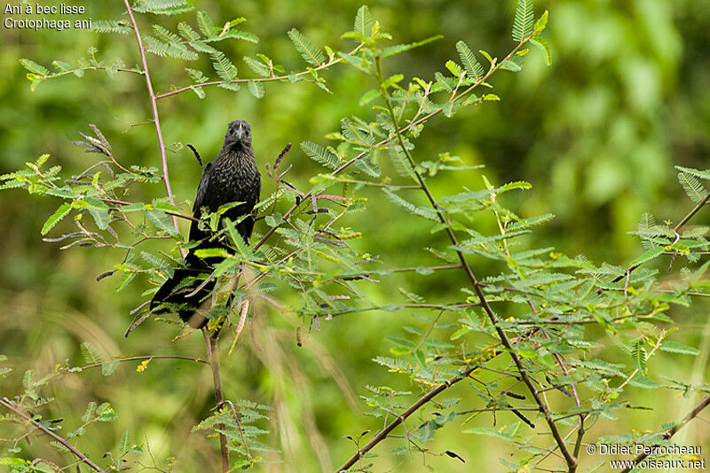 Smooth-billed Ani