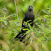 Smooth-billed Ani