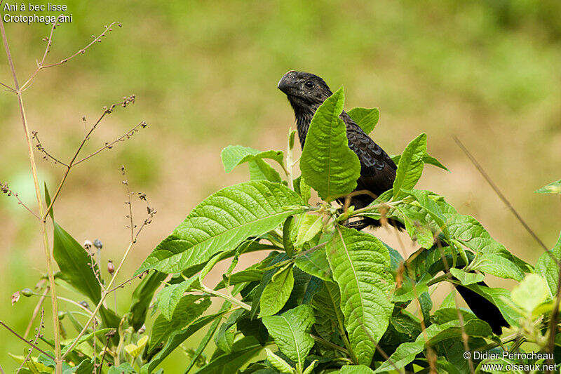 Smooth-billed Ani