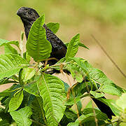 Smooth-billed Ani