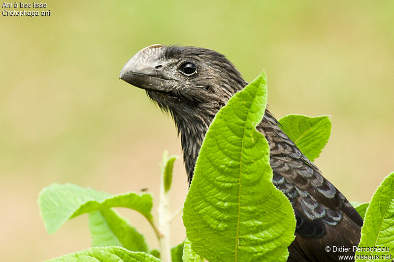 Smooth-billed Ani