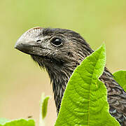 Smooth-billed Ani