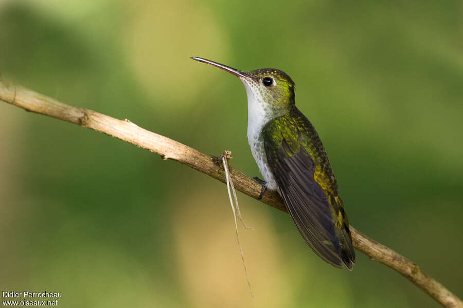 White-bellied Hummingbirdadult, pigmentation