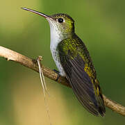 White-bellied Hummingbird