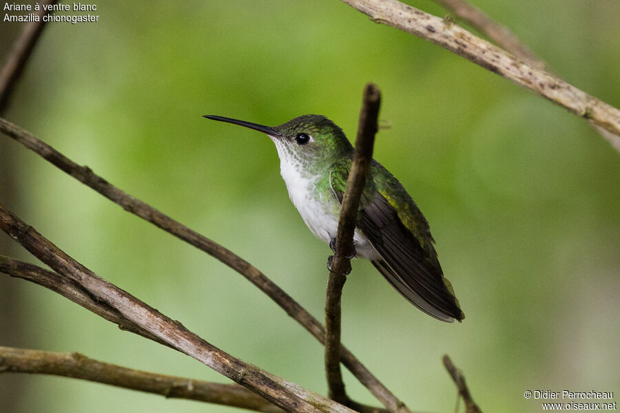 White-bellied Hummingbird