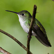 White-bellied Hummingbird