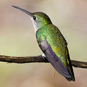 White-bellied Hummingbird