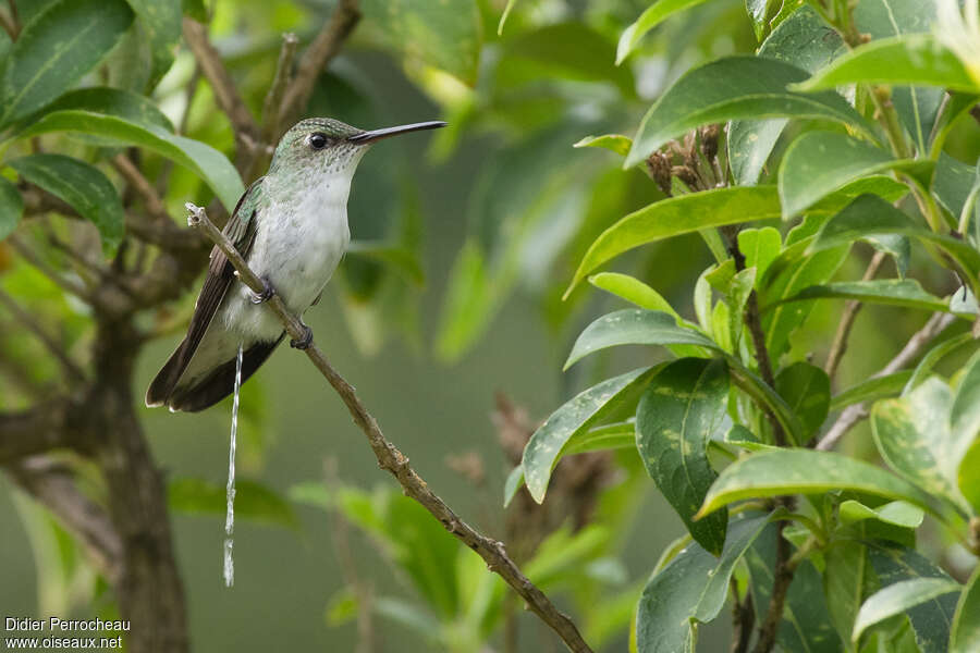 White-bellied Hummingbirdadult, Behaviour