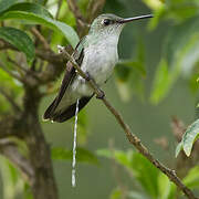 White-bellied Hummingbird