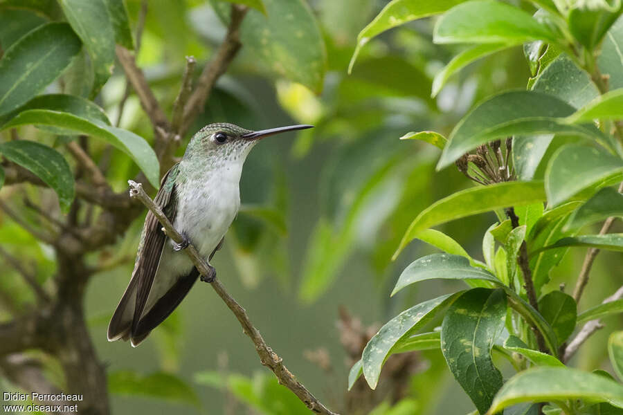 White-bellied Hummingbirdadult, habitat, pigmentation