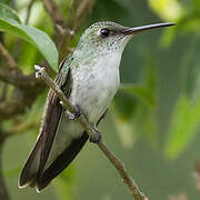 White-bellied Hummingbird