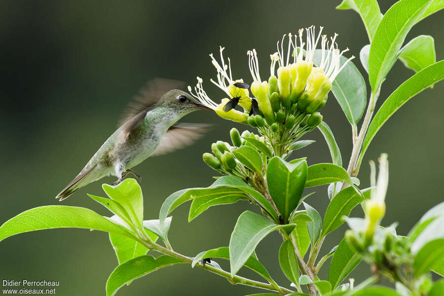 White-bellied Hummingbirdadult, eats