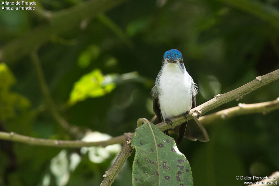 Andean Emerald