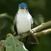 Andean Emerald