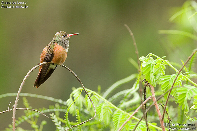 Amazilia Hummingbird