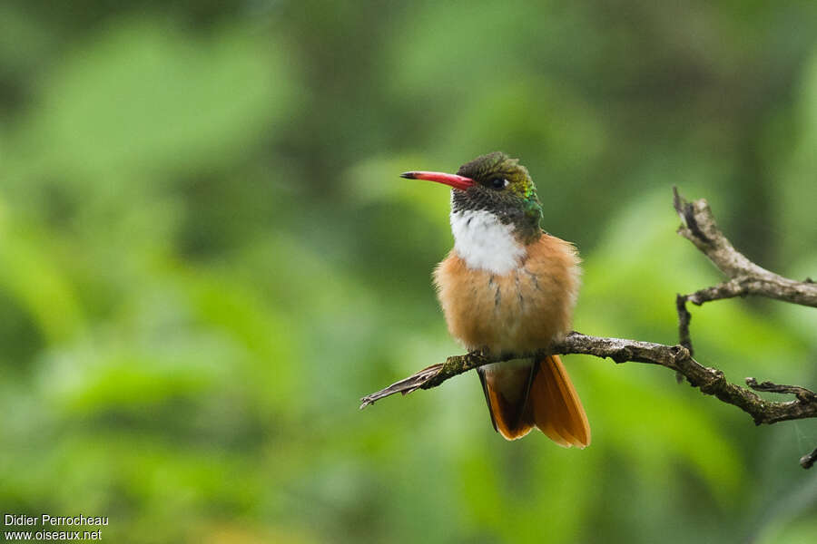 Amazilia Hummingbirdadult