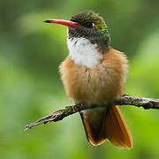 Amazilia Hummingbird