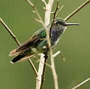 Sapphire-spangled Emerald