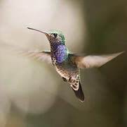 Sapphire-spangled Emerald