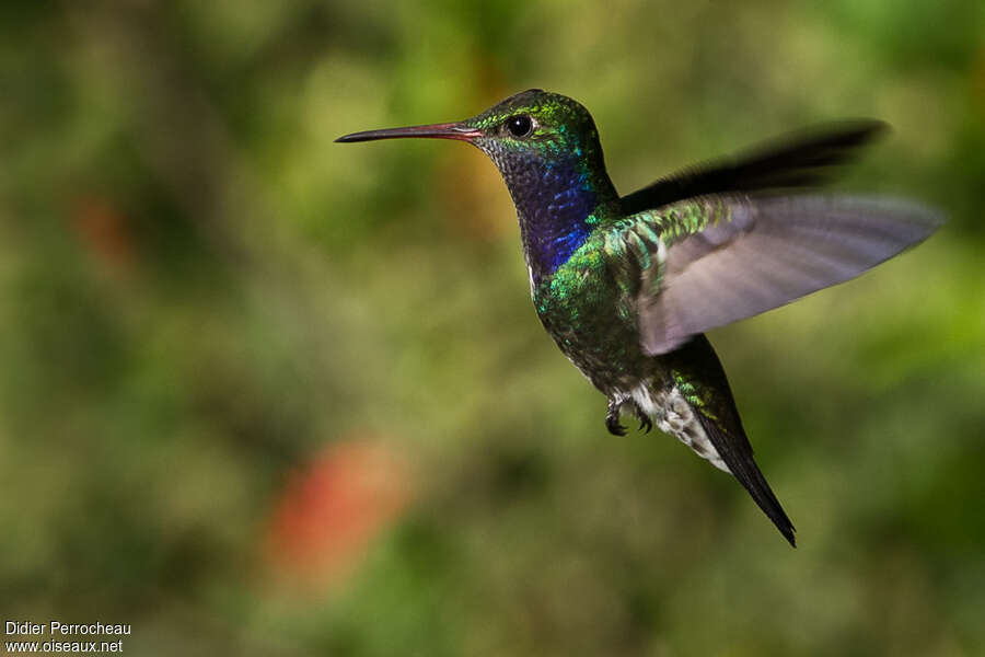 Sapphire-spangled Emerald male adult, pigmentation, Flight